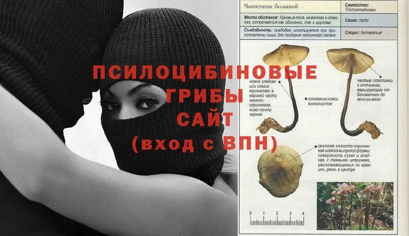 Псилоцибиновые грибы Cubensis  Жирновск 